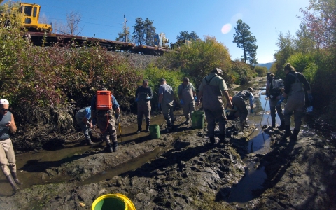 A group of at least 10 people in waders or rubber boots are looking for something in the mud of a drained channel.