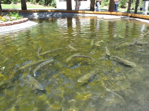 Rainbow trout pond at Leadville hatchery