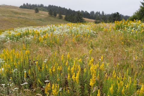 A view of the coastal prairie at Nestucca Bay NWR