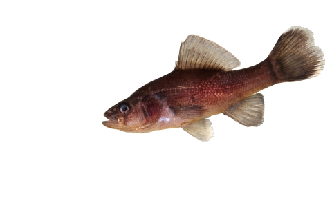 brown fish against a white background