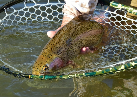 Rainbow trout in net