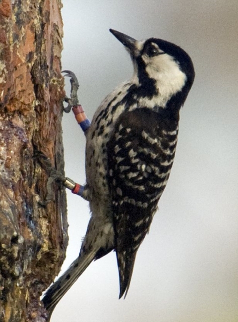 A black and white bird with with black and white horizontal stripes, a black cap and neck that encircle large white cheek patches.