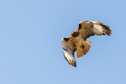 Red-tailed hawk in flight