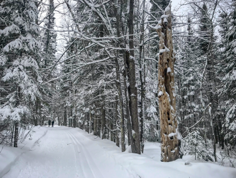  Two cross-country skiers in the distance making their way up a tree lined, snow covered trail.