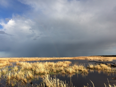 Wetland landscape