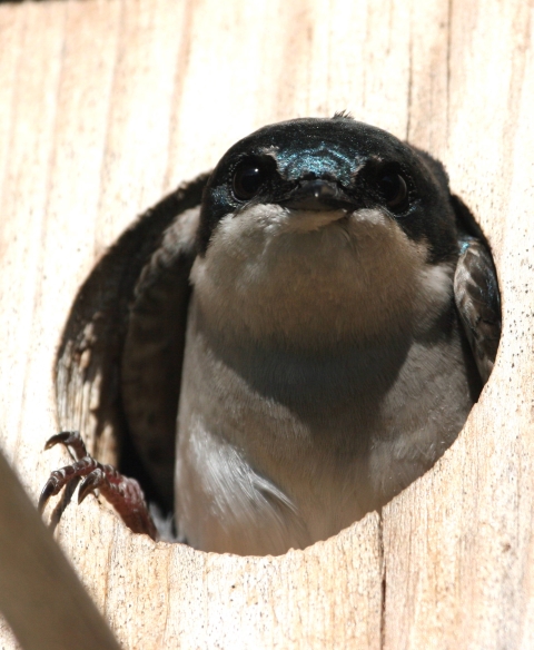 Tree swallow in box