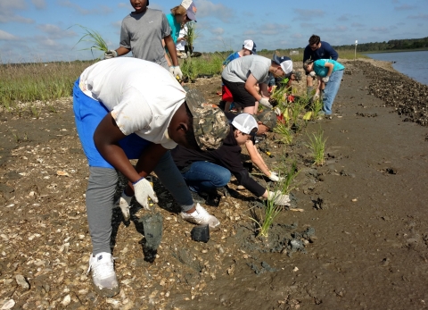 Windwood Farm boys plant cordgrass in salt marsh on marsh flat named Windwood.