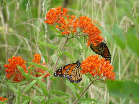 Two monarch butterflies on butterfly weed