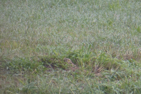 A western burrowing owl hides in the grass near its burrow