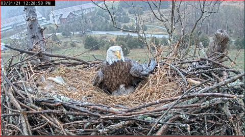 Adult eagle with baby eaglet peeping out from under in large nest in tree