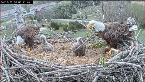 large nest with 2 adult eagles with 2 baby eaglets