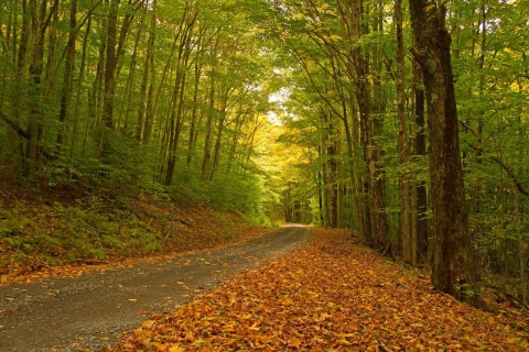 A wide gravel cutting through a forest with many fallen leaves on the ground 