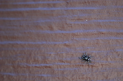 Jumping spiders