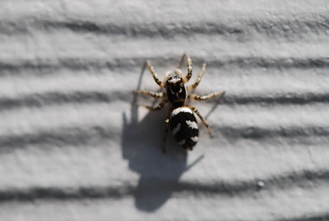 Zebra Jumping Spider