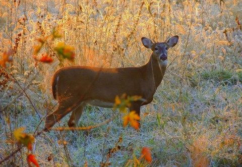 A white-tailed deer standing in a frosty field of grass looking straight at the camera