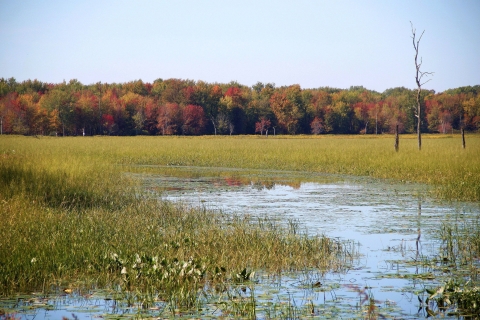 Streamlike wetland full of greenish grasses in the foreground with a forest whose trees' leaves are orange, yellow,