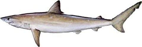 An Atlantic Sharp-nose Shark