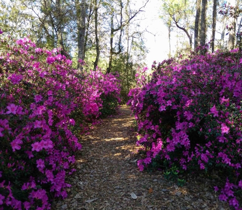 Profuse blooms of azaleas lining a path in the woods