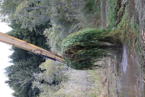 Excavator removing invasive vegetation from Aldergrove Marsh.