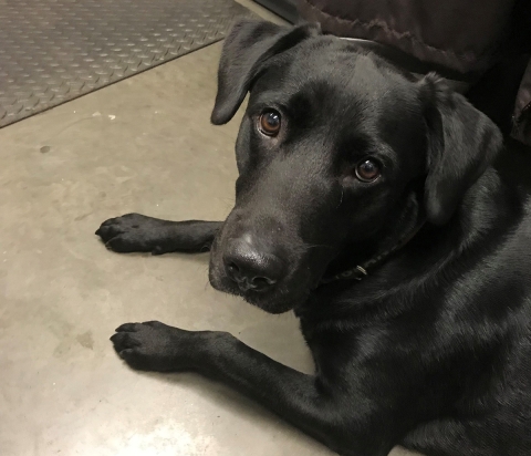 Service K-9 unit dog, Bean sitting. 