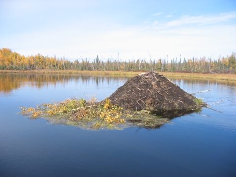 Beaver cache surrounded by water in Kanuti Refuge