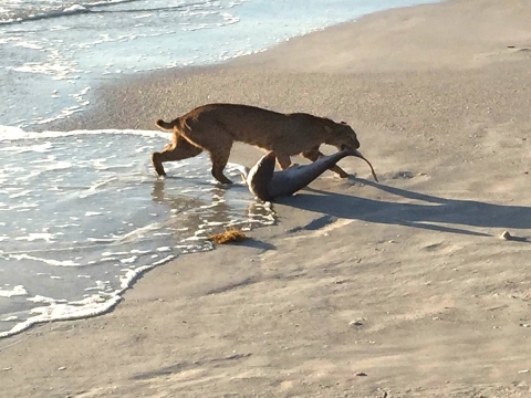 Bobcat drags small shark from beach shore. 