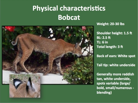 A physical characteristics chart that has the as bobcat picture on the right and on the left it reads: weight (20-30lbs), Shoulder height 1.5ft, BL: 2.5ft, TL: 6in, Total length: 3ft, Back f ears: White spots, Tail tip:white underside. General more reddish tan, white underside, spots variable (large/bold, small/numerous blending)
