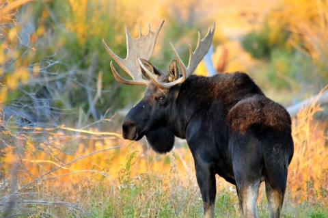 Bull Moose stand in a open prairie as the sun starts to set. 