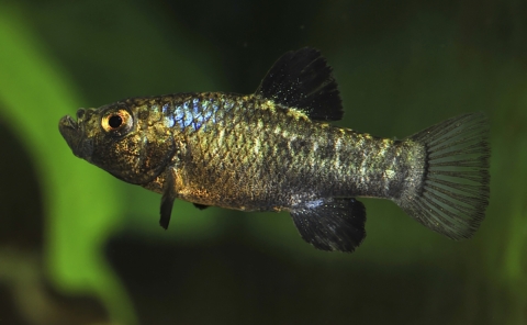 A Cyprinodon Desquamator-Serious Fishy