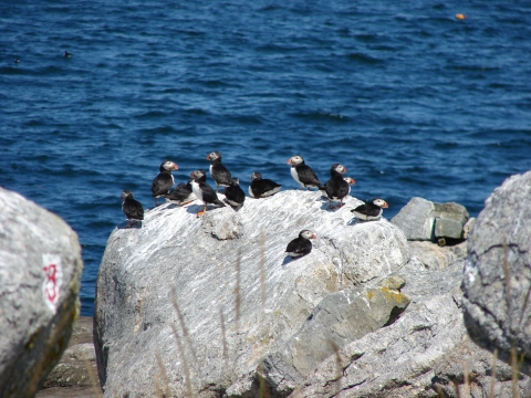 Atlantic puffins loafing on a boulder