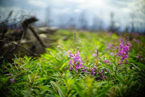 flowers bloom in a burned landscape