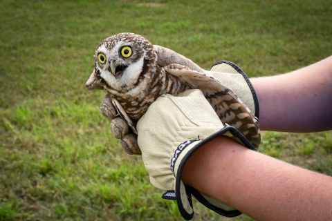 map of western burrowing owls are found where in texas