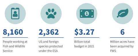 As of January 2022, 8, 160 people working at Fish and Wildlife Service. 2,362 US and foreign species protected under the ESA. $3.27 Billion total budget in 2021. 6 million acres have been acquired by FWS.