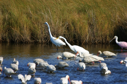 Great White Egret and White Ibis standing and feeding in shallow waters