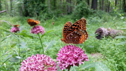 Great spangled fritillary on milkweed.