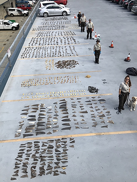 Aerial view of Hawaii Shark Fin Seizure.