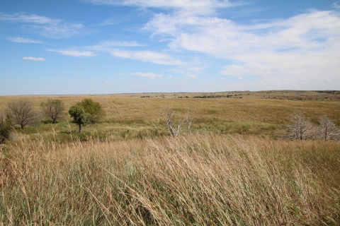 A vast field of brown, partially-dead grassland under a blue sky. Thatch dominates the foreground and a few trees interrupt the landscape