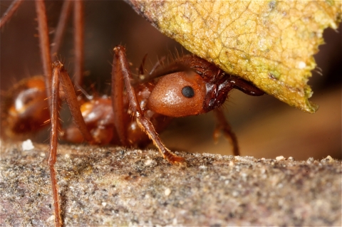 Leaf Cutter ant on tree branch holding a particle leaf. 