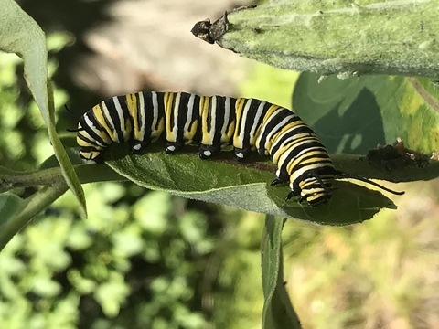 Monarch caterpillar on milkweed