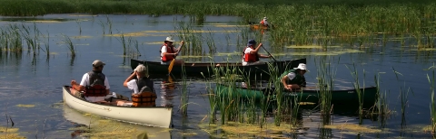 five volunteers in canoes collect invasive European frog bit from marsh