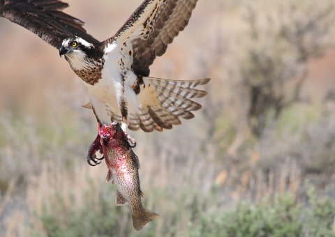 Osprey with rainbow trout in flight at Seedskadee National Wildlife Refuge