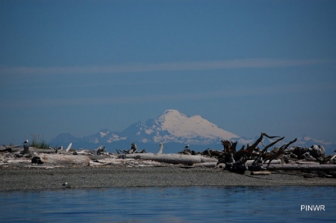 Mt Baker Looms in the Distance 