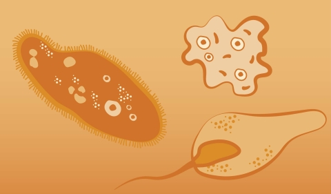 Illustration representing species of the family protozoa