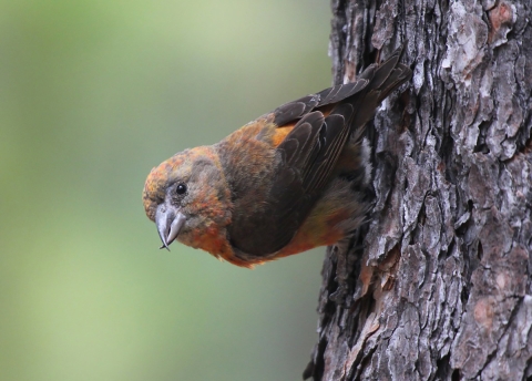 Red Crossbill on tree bark.