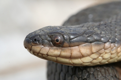 The head of a Graham Crayfish Snake.