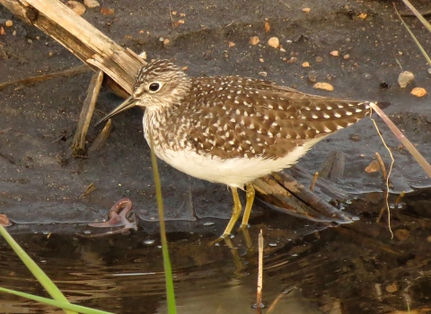 A close up of a Solitary sandpiper standing in swallow water near the shore. 