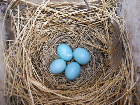 FAQs About Nesting Birds
