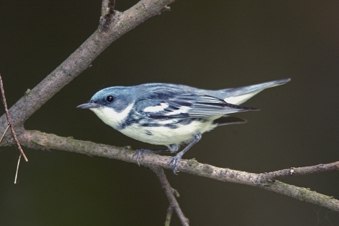 Cerulean warbler on tree branch