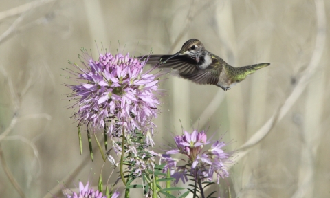 A close-up of a hummingbird at pink flower