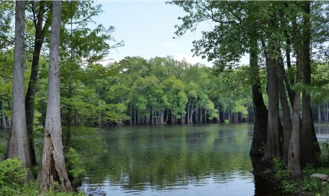 A forest lines a body of water.